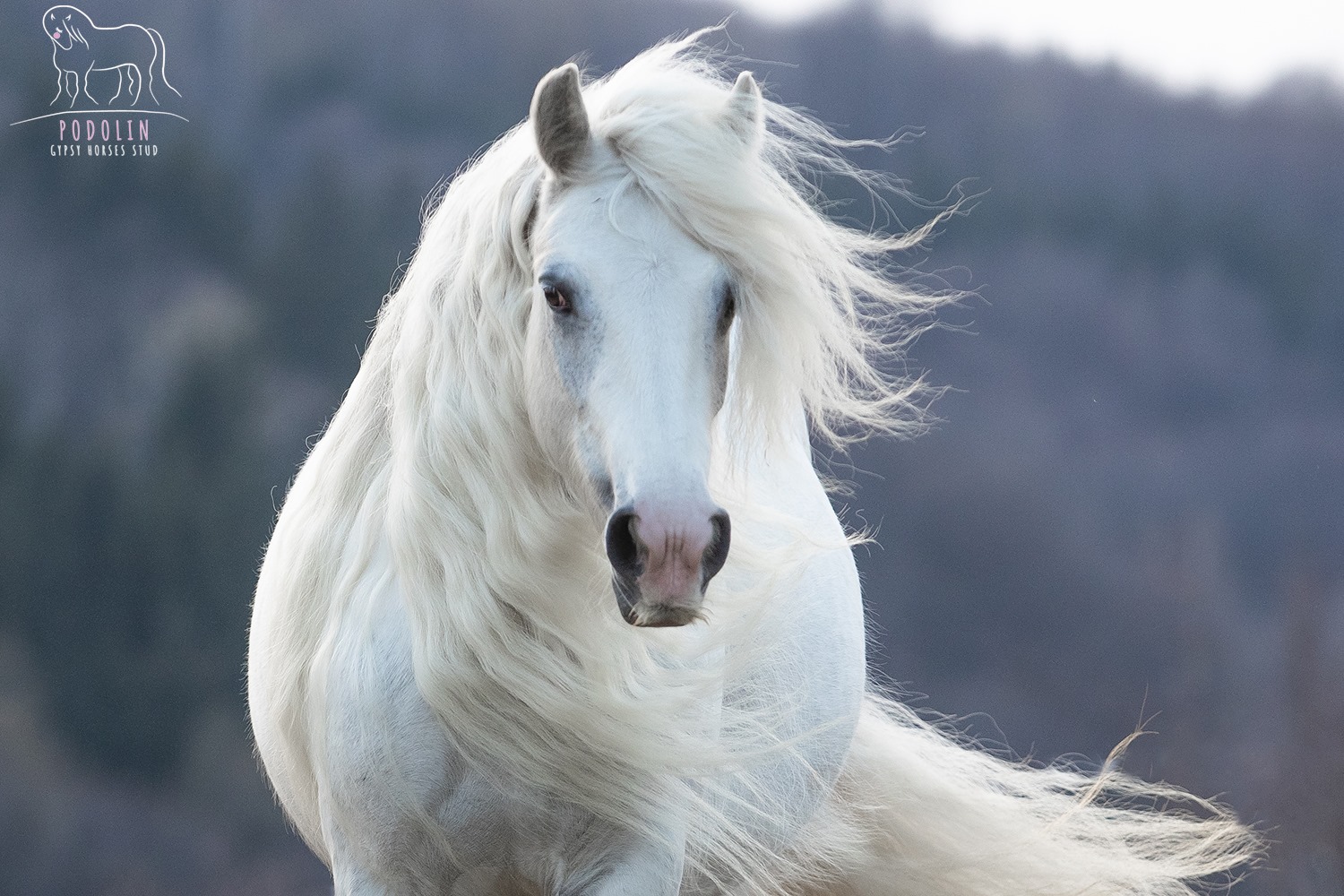 Gypsy Horse Breeder, Podolin Stud